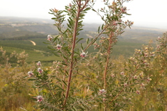 Leucadendron conicum