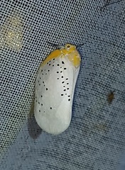 Poekilloptera phalaenoides