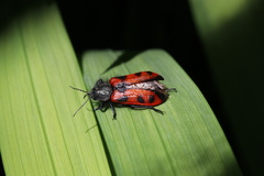 Astylus trifasciatus
