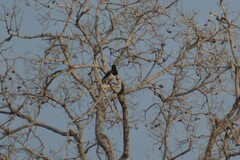 Cyanocorax cristatellus