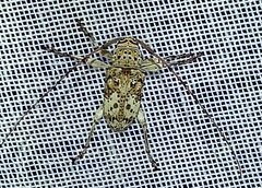 Atrypanius conspersus