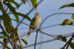Elaenia flavogaster