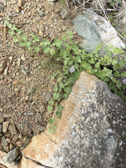 Passiflora fruticosa