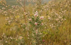 Leucadendron conicum
