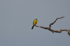 Tyrannus albogularis