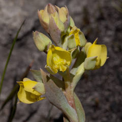 Pterygodium acutifolium