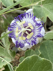 Passiflora fruticosa