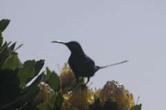 Nectarinia famosa