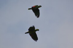 Amazona ochrocephala