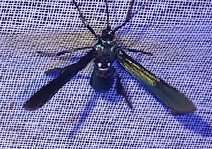 Macrocneme chrysitis