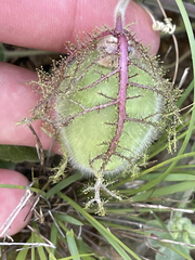 Passiflora fruticosa