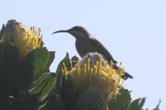 Nectarinia famosa