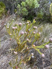 Leucadendron linifolium