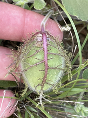 Passiflora fruticosa