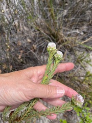 Leucadendron linifolium