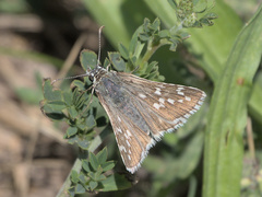 Pyrgus carthami
