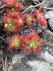 Drosera xerophila