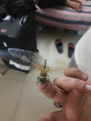 Anax ephippiger