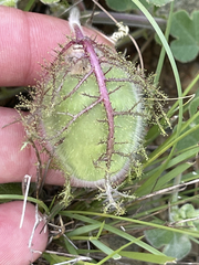 Passiflora fruticosa