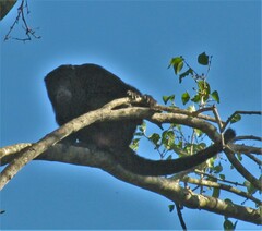 Alouatta caraya