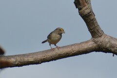 Ammodramus humeralis