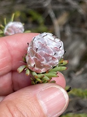 Leucadendron linifolium