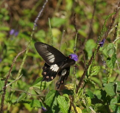 Pachliopta polydorus