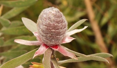 Leucadendron conicum