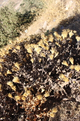 Klasea cerinthifolia
