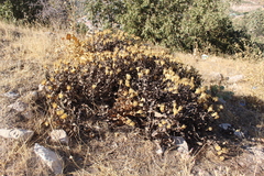 Klasea cerinthifolia