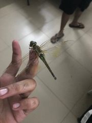 Anax ephippiger