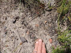 Pronolagus saundersiae