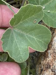 Passiflora fruticosa