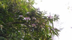 Hydrangea longifolia