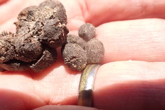 Pronolagus saundersiae