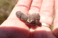 Pronolagus saundersiae