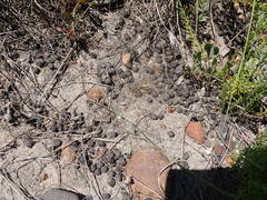 Pronolagus saundersiae