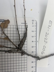 Callirhytis frequens