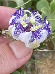 Passiflora fruticosa