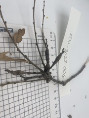 Callirhytis frequens