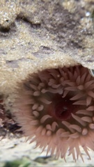 Actinia fragacea