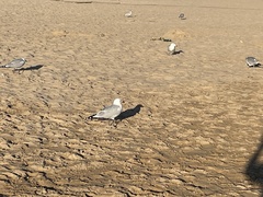 Ichthyaetus audouinii