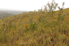 Leucadendron conicum