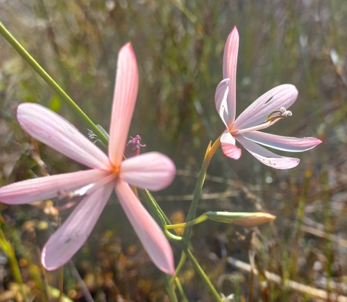 Geissorhiza bonae-spei