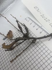 Callirhytis frequens