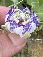 Passiflora fruticosa