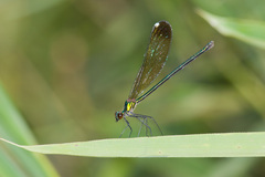 Calopteryx dimidiata