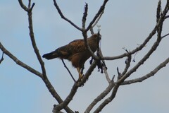 Buteogallus meridionalis