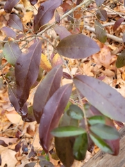 Ligustrum obtusifolium