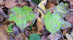 Menispermum canadense